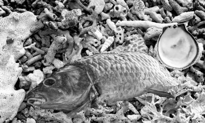 Dead Fish and Coral Collage