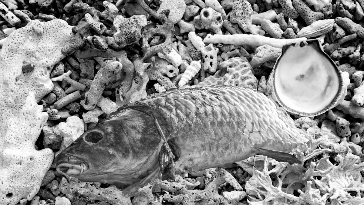 Dead Fish and Coral Collage 