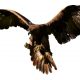 Adler Flying