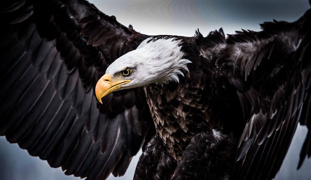USA Bald Eagle