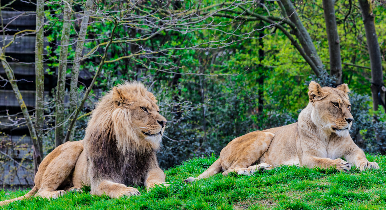 Male and Female Lions on a hill