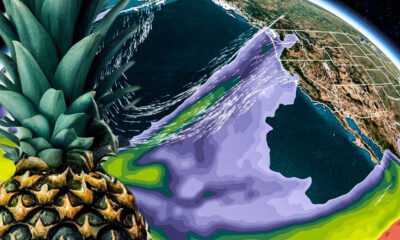 Pineapple superimposed on a weather map showing an atmospheric river